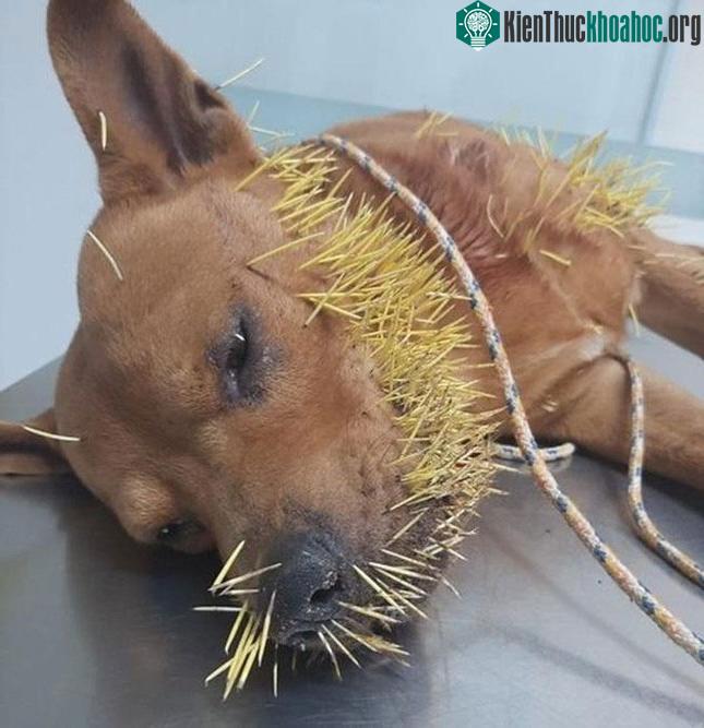 Thách đấu nhím gai cả hai lần, chú chó tên Thor đều nhận kết cục thảm bại.