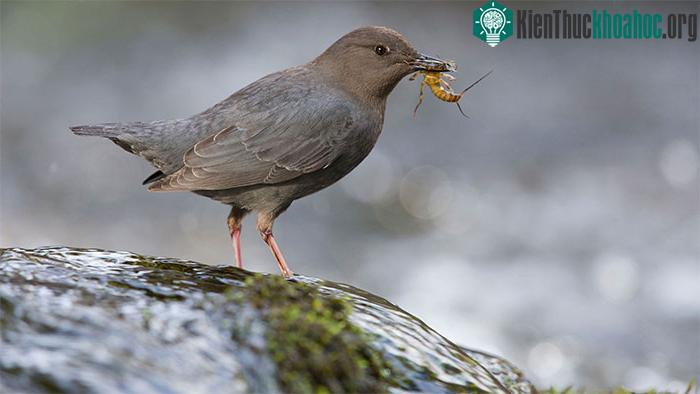 Thức ăn ưa thích của chim Dipper là Gammarus - một loài&nbsp;giáp xác nhỏ