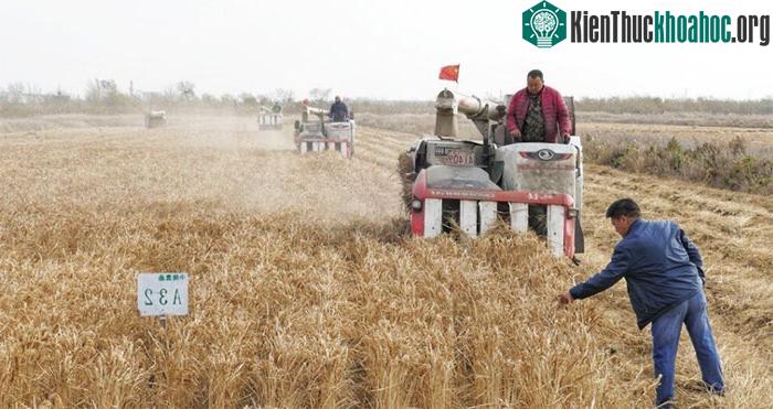 Người dân thu hoạch “lúa biển” tại một cơ sở trồng trọt ở quận Tĩnh Hải, TP Thiên Tân