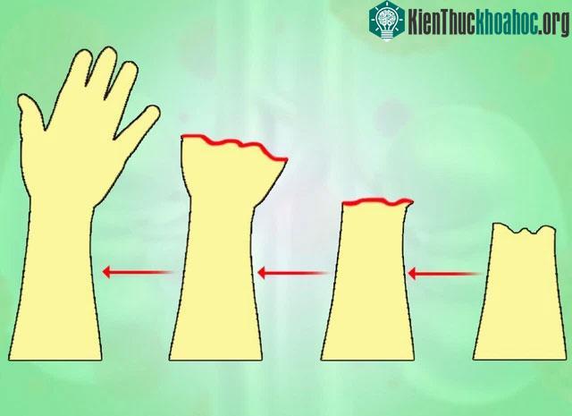 Tế bào gốc chính là những tế bào có siêu năng lực.