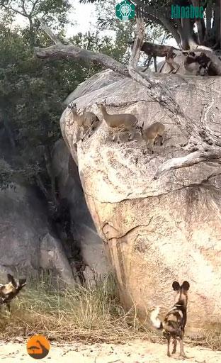 Đàn chó chạm trán với một bầy linh dương klipspringer và dồn nó vào vách đá.