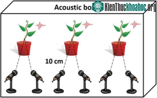 Thí nghiệm nghe âm thanh của cây