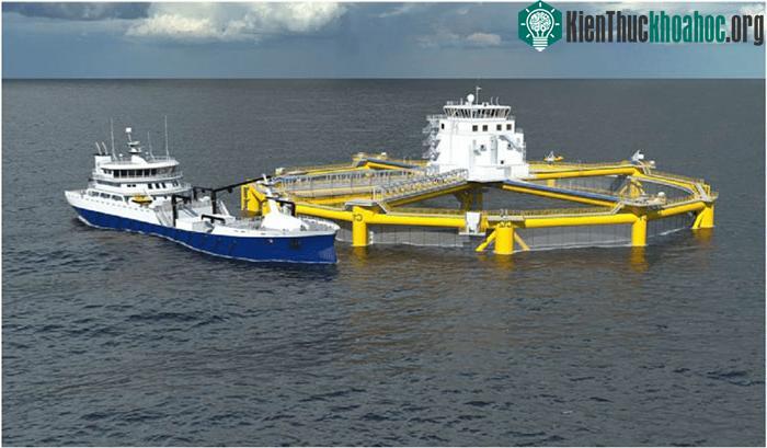 Trang trại cá Ocean Farming 1.&nbsp;