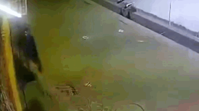 Báo hoa mai vồ ngã nhà báo.