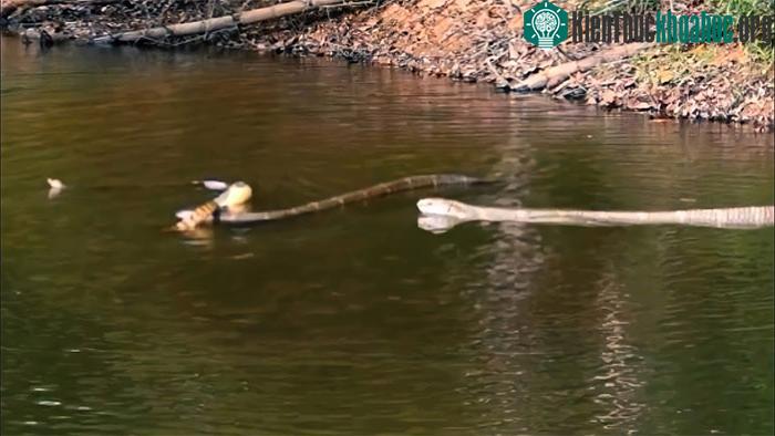 Rắn chuột thoát khỏi rắn hổ mang và lao xuống nước để trốn.