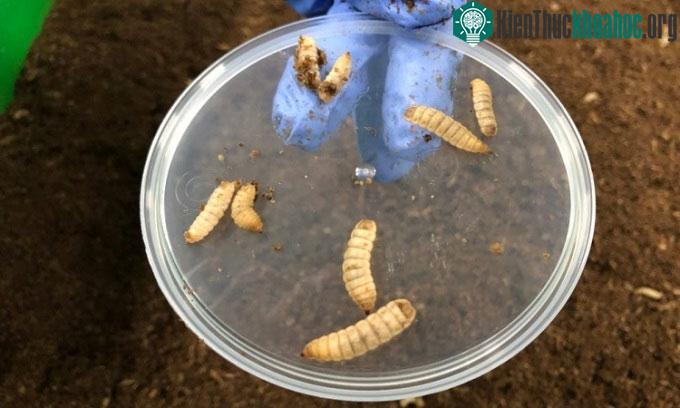 Giòi của ruồi lính đen nuôi ở trang trại