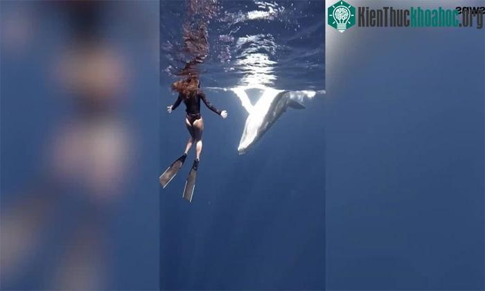 Con cá voi lưng gù tỏ ra rất thiên thiện và hiếu động
