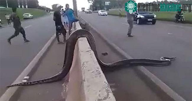 &nbsp;Con trăn Anaconda khổng lồ đang muốn băng qua đường để tiến về khu vực rừng rậm.