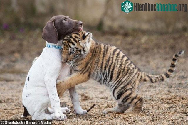 Chú hổ Bengal bất hạnh bị mẹ ruồng bỏ, may mắn tìm lại được hơi ấm từ người bạn thân khác loài ảnh 0