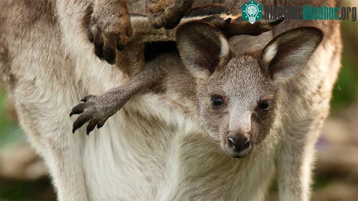 Chiếc túi của kangaroo giống như một chiếc áo hoodie mặc ngược.