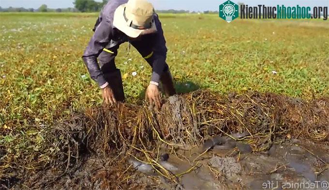Chỉ dùng tay không dỡ đám muống nước lên, người đàn ông đã có thu hoạch "khủng".