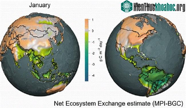 Carbon có thể giải phóng vào khí quyển thông qua vật chất hữu cơ phân hủy
