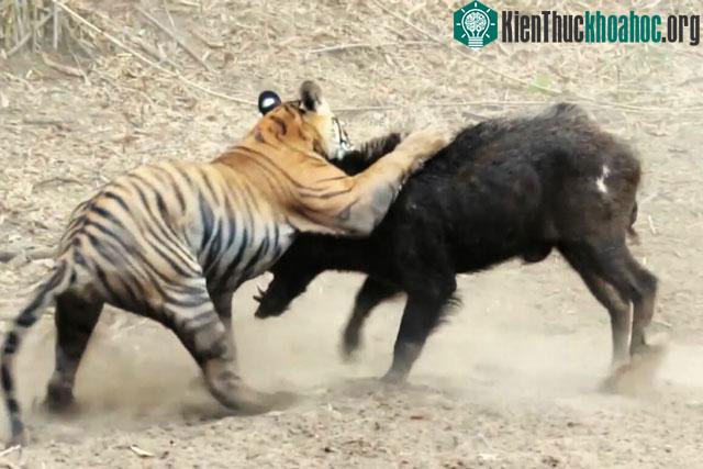Phải mất một lúc lâu, con hổ mới khống chế được con lợn rừng lớn.