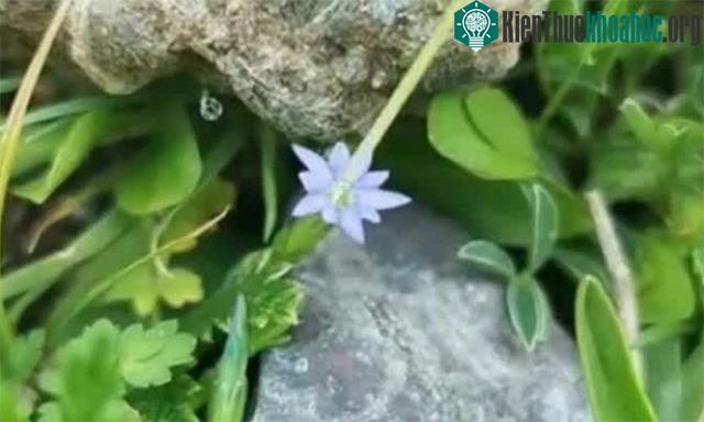 Hoa Gentiana khép lại nhanh chóng khi bị con người và côn trùng tác động.