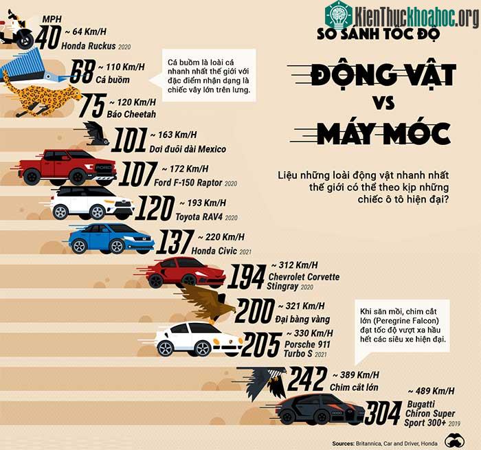So sánh tốc độ của những động vật nhanh nhất với những chiếc xe nhanh nhất