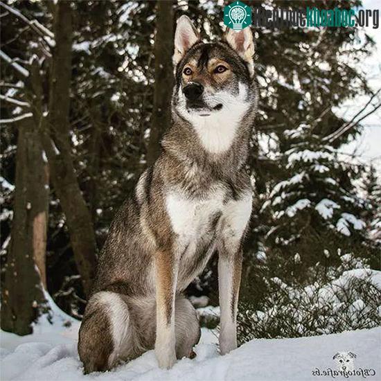 Chó Tamaskan