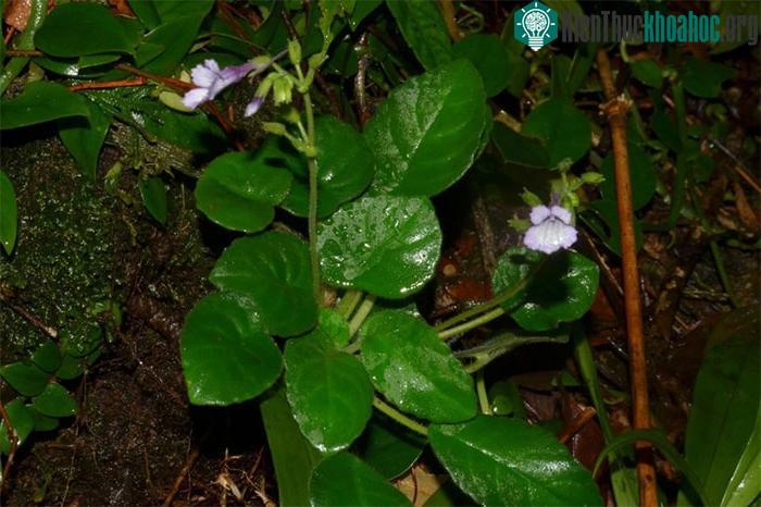 Loài hoa Deinostigma serratum F.Wen, L.N.Tuan & D.Dien ngoài tự nhiên.