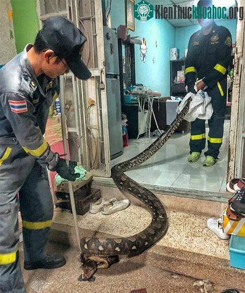 Con trăn Miến Điện có thân hình cực lớn.