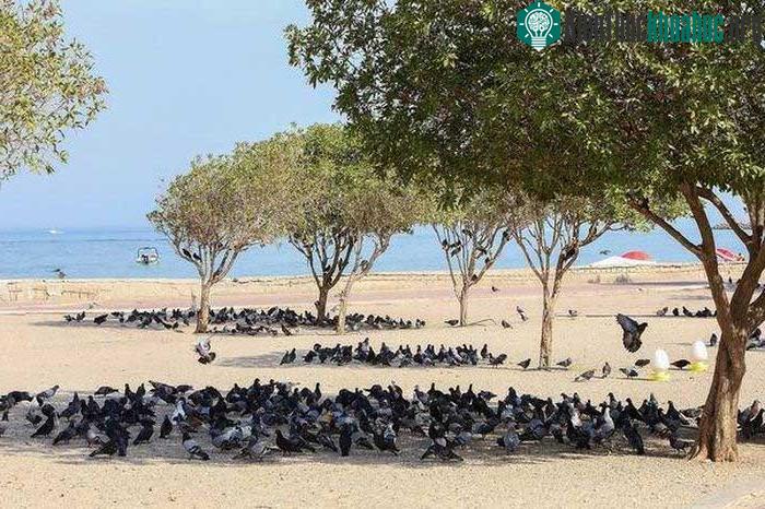 Bồ câu tránh nắng dưới bóng cây ở thành phố Kuwait.