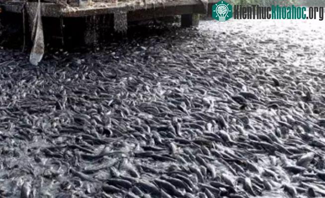 Đàn cá trê lao đến phía chiếc máy nổ.