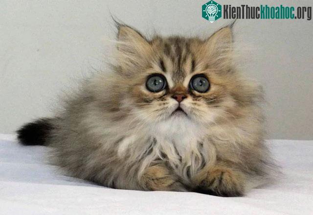 Mèo Chinchilla có bộ lông tương đối dài và dày đặc.