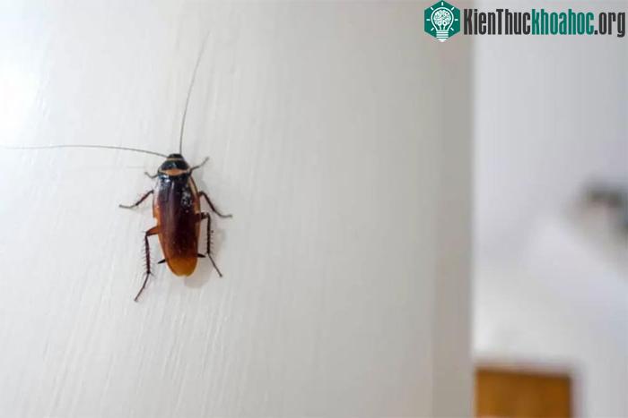 Gián là loài sinh vật khá dễ thích nghi khi gặp biến đổi khí hậu