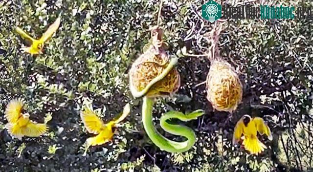 Cuộc chiến bảo vệ tổ giữa chim thợ dệt và rắn boomslang.