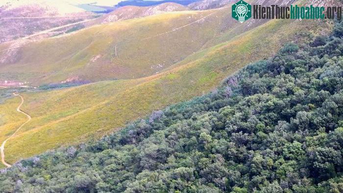 Vùng đất cây bụi fynbos của Nam Phi