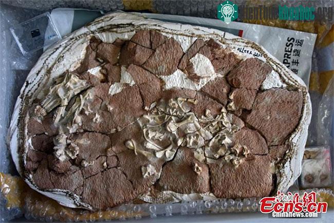 Mẫu hóa thạch của thằn lằn họ Li.