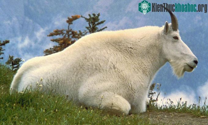 Dê núi mang theo những căn bệnh chết chóc với cừu sừng lớn
