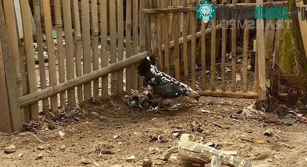 Kỳ đà định tấn công gà con, gà mẹ liều mình bảo vệ.