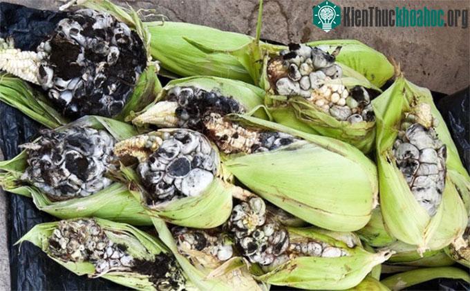 Đối với những người nông dân, khi ngô bị "nổi u" có nghĩa là sản lượng sẽ bị giảm sút.