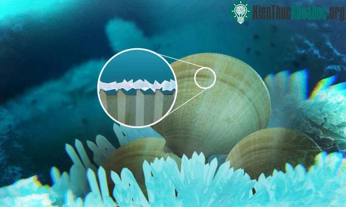 Cấu trúc đặc biệt của vỏ sò điệp Nam Cực giúp chúng tránh bị đóng băng.