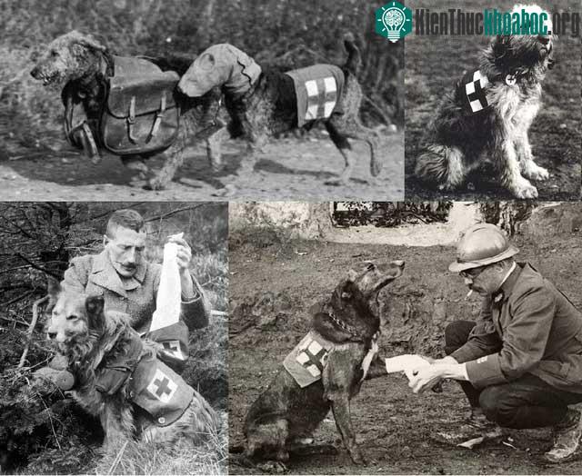 Cách quân đội bắt đầu sử dụng Mercy dog