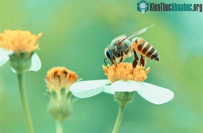 Côn trùng đang mất dần khứu giác do ô nhiễm không khí.