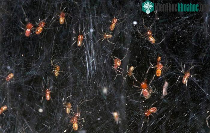 "Nhện xã hội" Anelosimus eximius sống thành từng đàn có thể bao gồm hàng nghìn cá thể