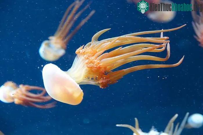 Sứa lửa Rhopilema esculentum