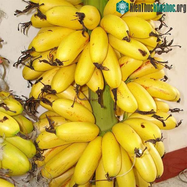 Chuối ngự được xem là loại chuối thuộc hàng ngon nhất trong hơn 30 giống chuối ở Việt Nam