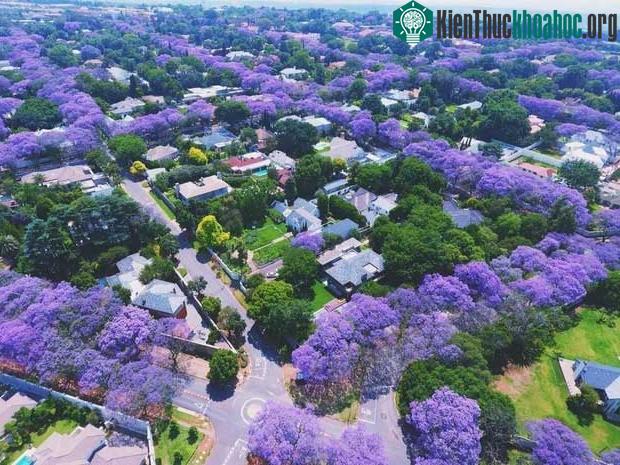 Pretoria là quê hương của loài phượng tím thường nở rộ vào cuối tháng 10.