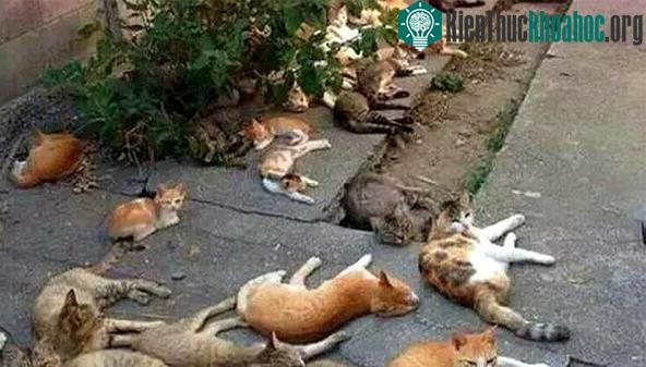 Phải nhờ đến chuyên gia động vật để giải giải thích hiện tượng này.