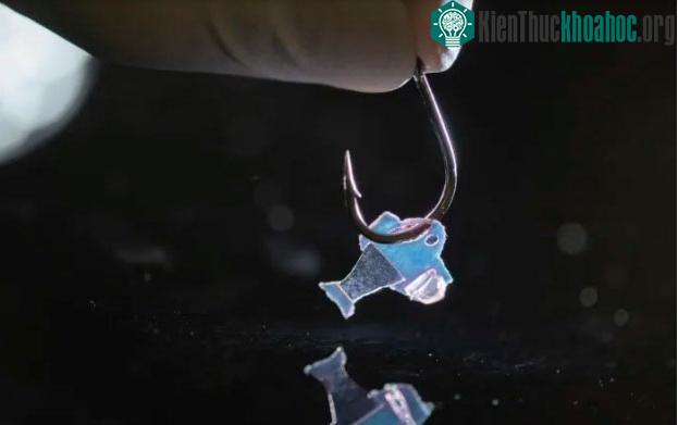 Một con cá lai sinh học trên móc câu