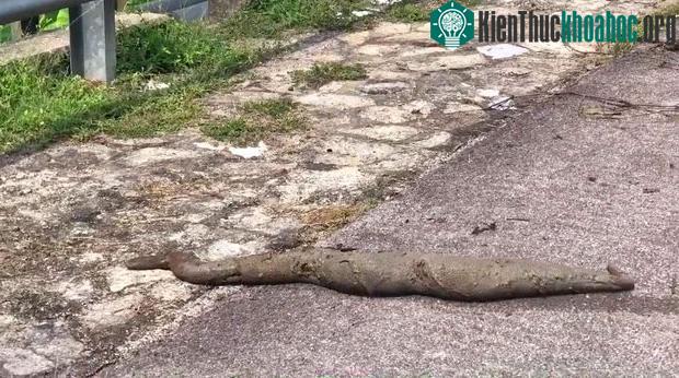 Càng nhìn kỹ càng khó đoán ra...