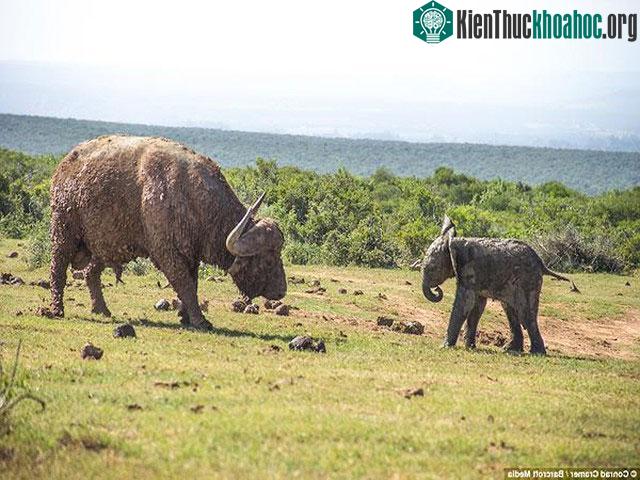 "Làm sao, làm sao, mày thích cái gì", voi cà khịa trâu rừng.