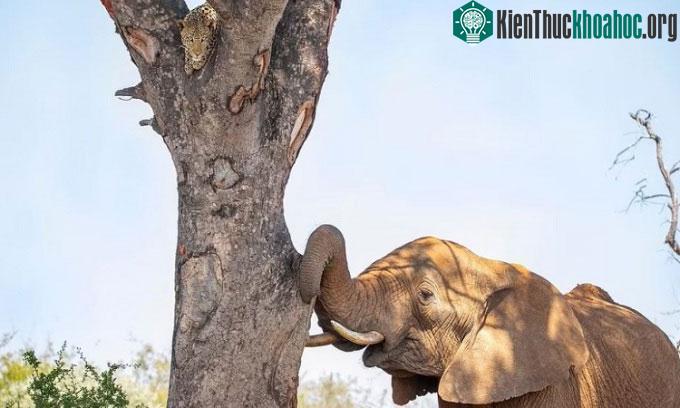 Con voi thử mọi cách để lùa báo hoa mai khỏi nơi ẩn nấp trên cao
