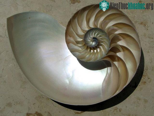 Lớp xà cừ trắng bóng trong vỏ ốc.