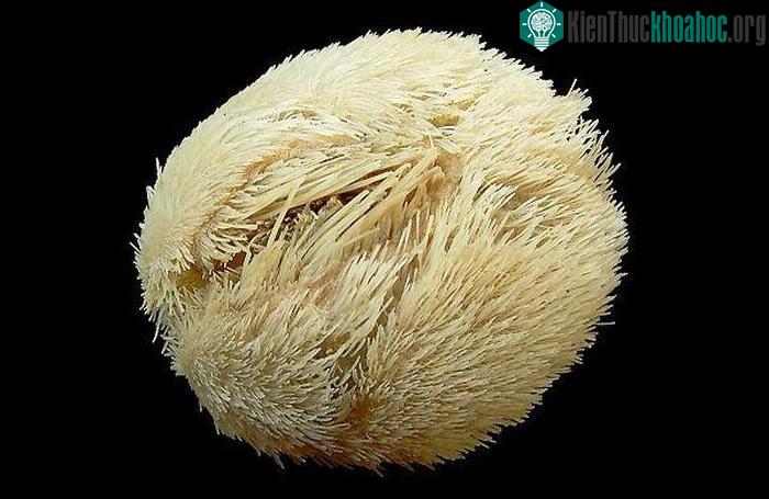 "Khoai tây lạ" trên biển bỗng dưng động đậy, ai cũng thất kinh ảnh 1