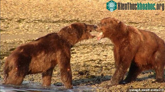 Sau màn đánh đấm vô nghĩa, 2 con gấu quyết định rút lui trong hòa bình