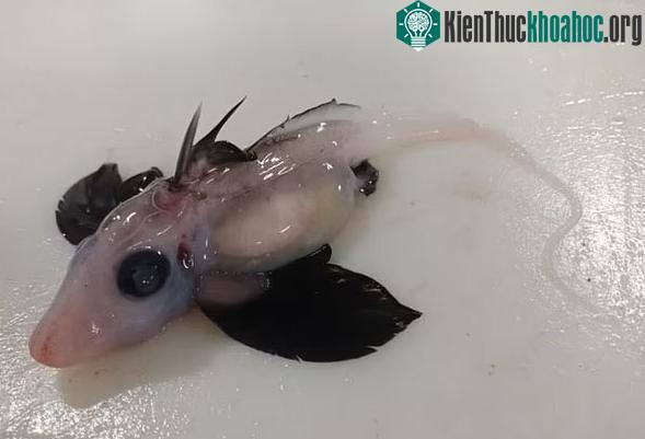 Loài cá mập này sống ở sâu dưới đại dương và tránh ánh sáng mặt trời.