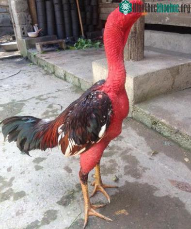Gà chọi (gà nòi) miền Bắc.