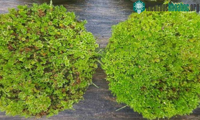 Bê tông&nbsp;tiếp nhận sinh học thúc đẩy&nbsp;rêu mọc ảnh 1